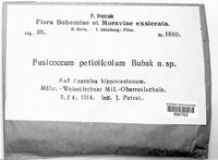 Fusicoccum petiolicolum image
